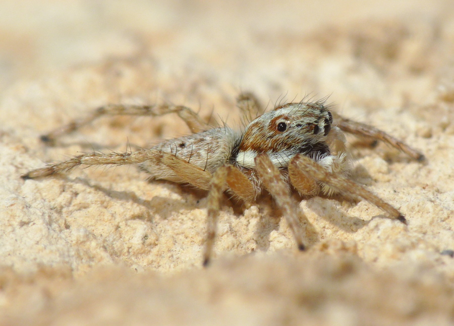 Menemerus semilimbatus; Menemerus bivittatus